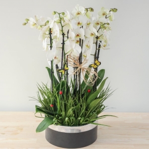  Manavgat Çiçek Siparişi - BF-549